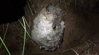 Excavating european wasps in rural Australia - heaps of queens!