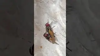 flies mating