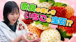 赤だけじゃない!?白,ピンクのいちごもお届け!~奈良県産いちごのご紹介~