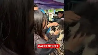 Galiff Street Pet Market। Dog Market #shorts #Dog #petmarket #galiffstreet