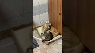 Kittens grooming each other and playing at the same time #cat #catbehavior #cuteanimal