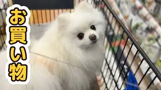 カートに乗って初めてのホームセンター【ポメラニアン多頭飼いの暮らし】  #ハンズマン