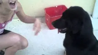 monChien bien dreser