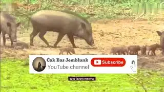Warthog VS Crocodile