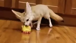 Fox with a YELLIES Toy 😂