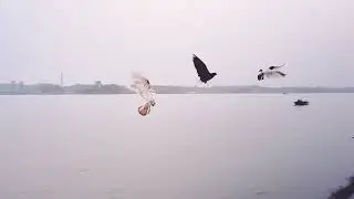 The best moment when pigeon fly... Music from Zara zara instrumental version..