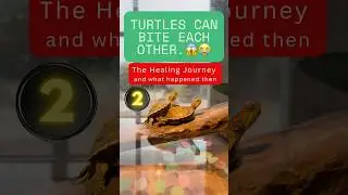 The healing journey 💚#petlover #turtle #shorts #explore #pets #turtleclub #redearedslider #reels