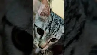 Kitten 1st Milk Teeth Falling Out 小猫咪掉乳牙 5 months male kitten cute look