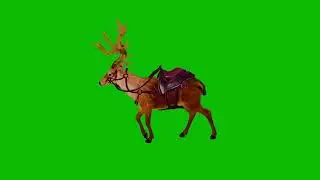Deer walking Green Screen 4K