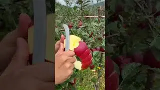 Apples are so sweet and fresh - For fruit lovers #fruitcutting