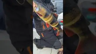 2. maj 2025 - vi g&aring;r efter den helt store fisk. 💪