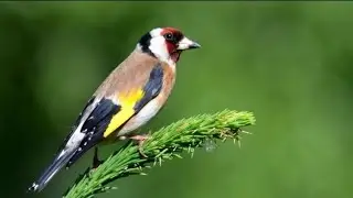 Қора қамиш  ЁВОЙЙИ Куш БОЗОРИ