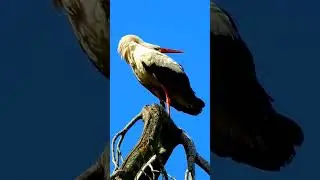 Bird stork wadingbird feather