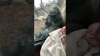 Mother Shares Unique Maternal Bond with Gorilla || ViralHog