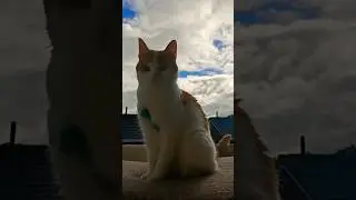#Nala_cat