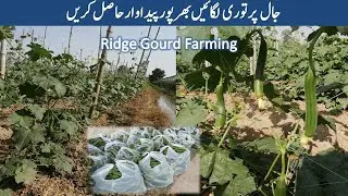 How to grow Ridge Gourd/Waltori Cultivation[Time, Seedling, Pesticides, Cost], A-Z information/Urdu