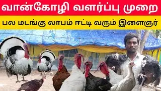 வான்கோழி வளர்ப்பில் அசத்தும் இளைஞர் | turkey farm| vankozhi valarpu in tamil | vankoli valarpu murai