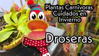 &iquest;C&oacute;mo cuidar una planta carn&iacute;vora en invierno? - Droseras Vol.1