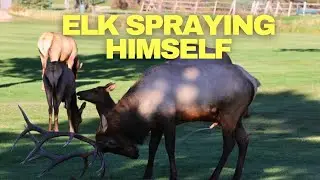 🦌💨💦Elk Mating Ritual Spraying Himself with Urine #elkrut #elkmatingritual