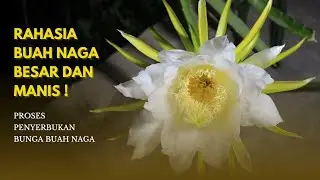 TUTORIAL CARA PENYERBUKAN SILANG BUAH NAGA UNTUK HASIL PANEN MELIMPAH | POLINASI MANUAL BUAH NAGA