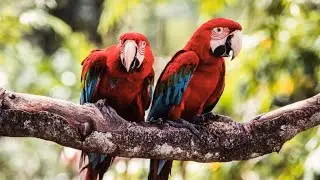 Museum of birdsجولة جميله مكان خاص للجميع انواع الطيور🦅