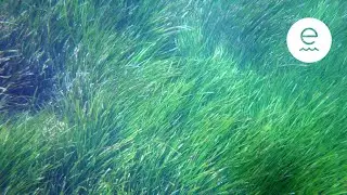 Posidonia | Fundación Ecomar