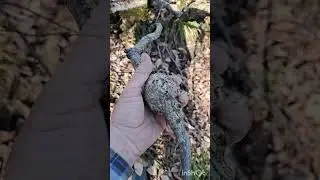 АласТВ. Маштак. Январские цветы.Дрова лишними не бывают. 