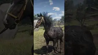 ПОКАЗЫВАЮ СВОИХ БЕРЕМЕННЫХ КОБЫЛ ✨ RDR2 Modded