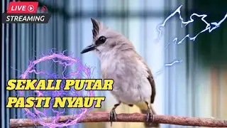 SUARA TRUCUKAN GACOR ROPELAN PANJANG cocok untuk pancingan trucuk bahan