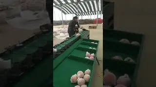 Pomegranate Manual Fruit Sorting  Grading machine