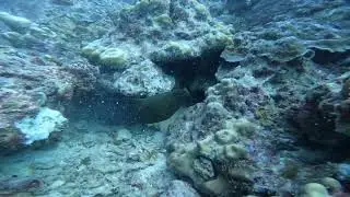 The Secret Reef: Scuba Diving Into Nature's Aquarium