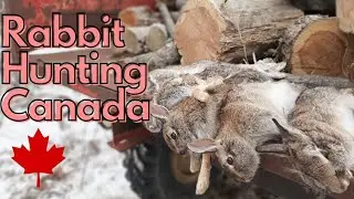 Rabbit Hunting in Canada