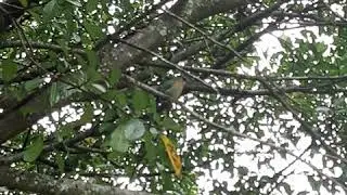 P&aacute;jaro bobo 🐦