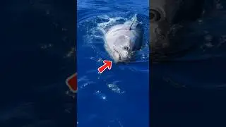 Гигантский тунец попался на крючок в глубоких водах &mdash; рыбаки не могут поверить своим глазам