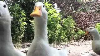Ducks quacking