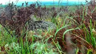 Ysbyty Ifan: Curlew☀️27/05/25