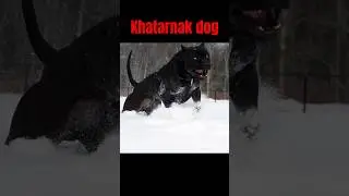 duniya ki 3 sabse khatarnak dog #black #panther #pitbull #dog