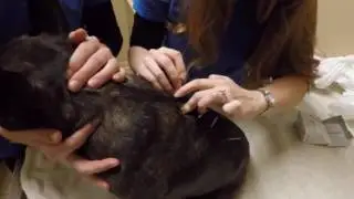 Cocoa's 1st acupuncture appt