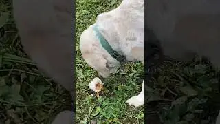 Чайковский . Октябрь. Осенняя песнь #dogs #собака #hungarianvizsla #labrador #shepherd #лабрадор