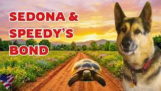 When This Tortoise Taught Me About Trauma and Healing in America (S5E2)