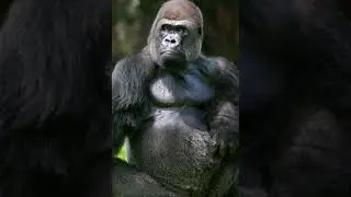 {King Kong mythology video}The//Mythology//king👑 Aktab creation 1k #shorts #viral #shortsviral #edit
