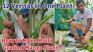 Multi Grafting Mango Plant// 12 Veritas Mangoes In 1 Plant//How To Multi Grafting A Mango Plant 
