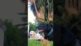 dogs #elalfa #dj #musica #dembowdominicano #remix #viral #cat #update #fashiontrends #latesupdates