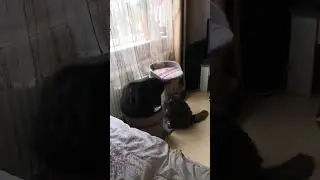 #catfight #fighting #cats #коты #cat #кошачиеигры #mrbeast #mrbeast #семейныепроблемы #мрбист