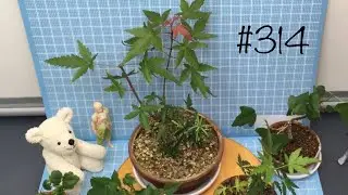 【ミニ盆栽】紅葉と楓の近況【9月】