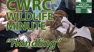 Wildlife Minute 04 Handling