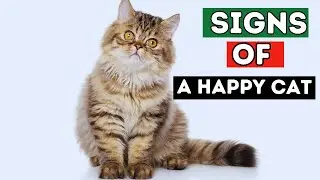 10 SIGNS Your CAT&rsquo;s Behavior Reveals Their Mood! 😸