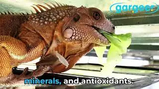 2oz Iguana Food Supplement, Flower Salad Mix Topper. Complete Diet, Rich with Vitamins.