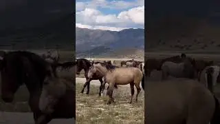 Wild horses #horse #animals #nature #wildlife #caballos #free #country #stallion