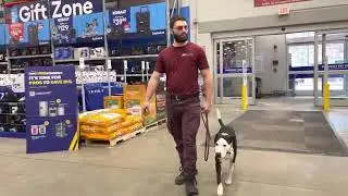 Working on Ryder&rsquo;s Obedience in Public - Behavior Modification Dog Training